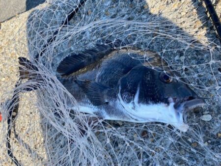 日中のテトラ帯でチヌ狙い